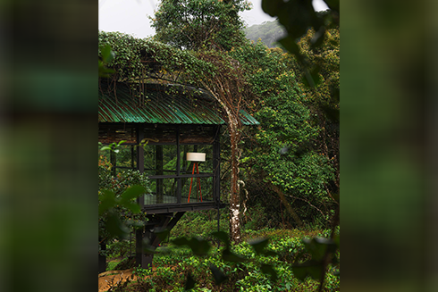 An ecolodge chalet surrounded by lush, misty rainforest