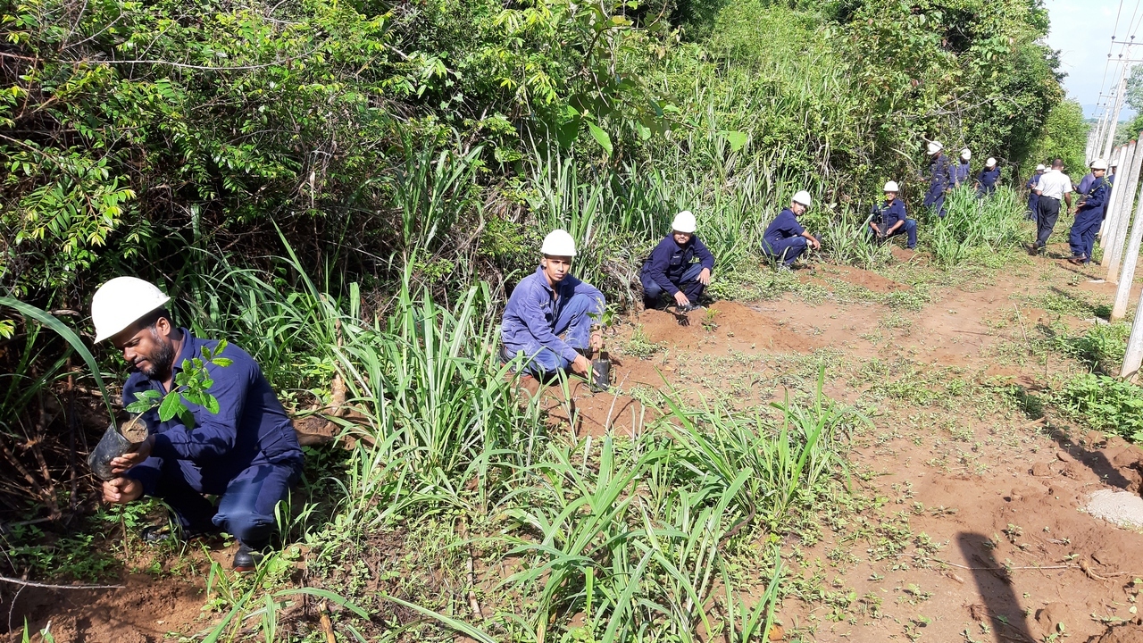 Aitken Spence Power successfully plants over 11,000 saplings